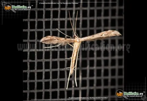 Plume Moth - photo 4