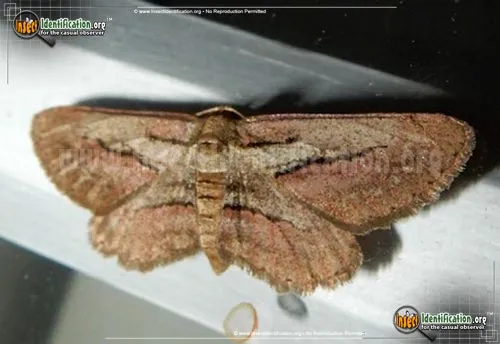 Plumose Gray Moth - photo 2