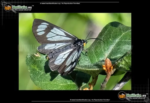 Police Car Moth - photo 2