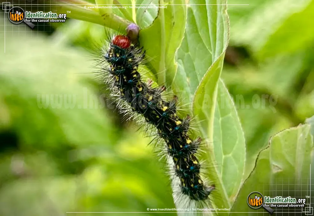 Police Car Moth - photo 3