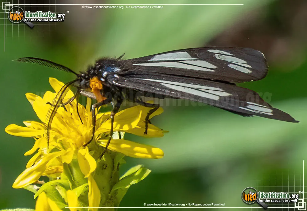 Police Car Moth - photo 5