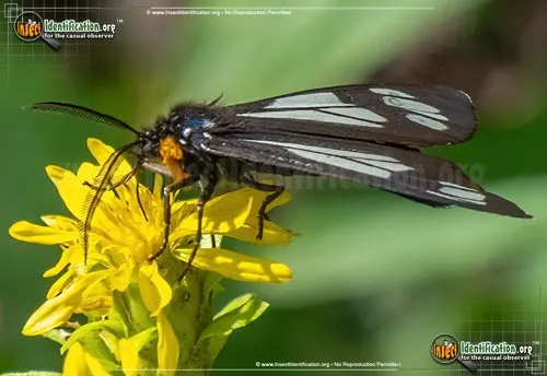 Police Car Moth - photo 6