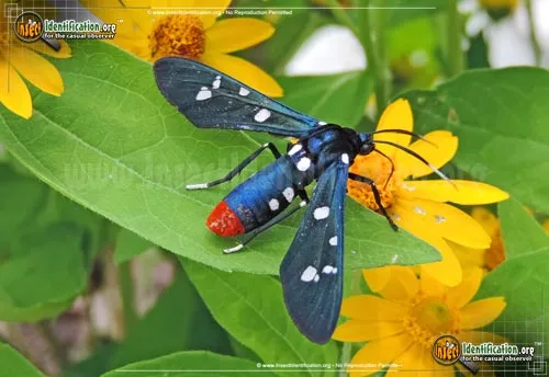 Polka Dot Wasp Moth - photo 2