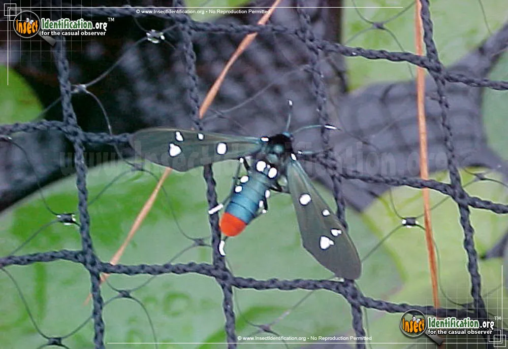 Polka Dot Wasp Moth - photo 3