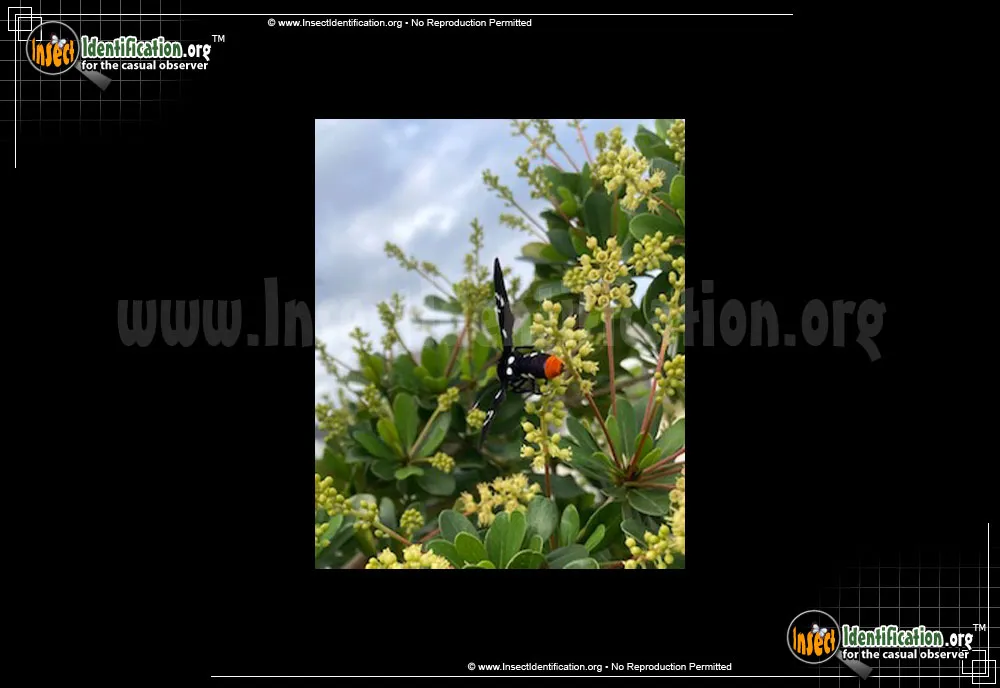 Polka Dot Wasp Moth - photo 5