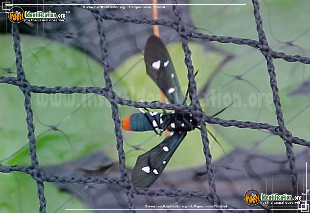 Polka Dot Wasp Moth - photo 7