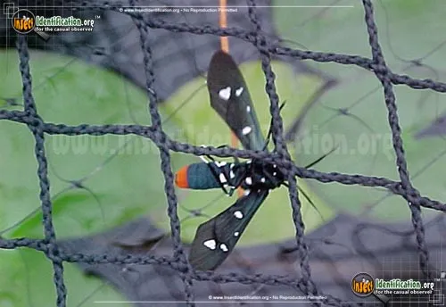 Polka Dot Wasp Moth - photo 8