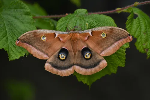 Polyphemus Moth - photo 2