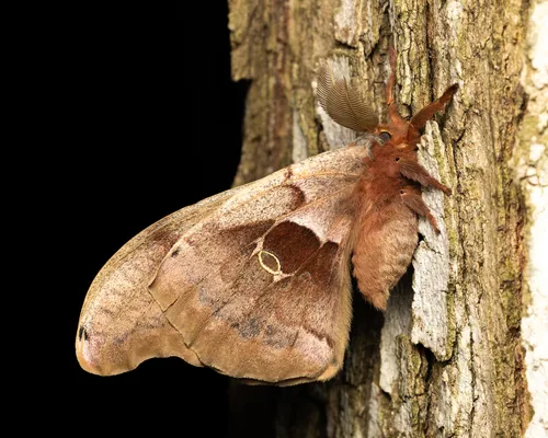 Polyphemus Moth - photo 5