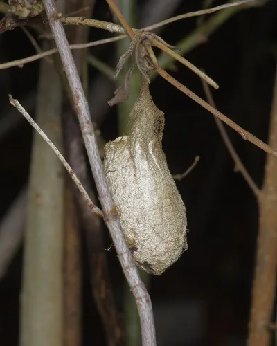 Polyphemus Moth - photo 6