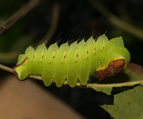 Polyphemus Moth - photo 7