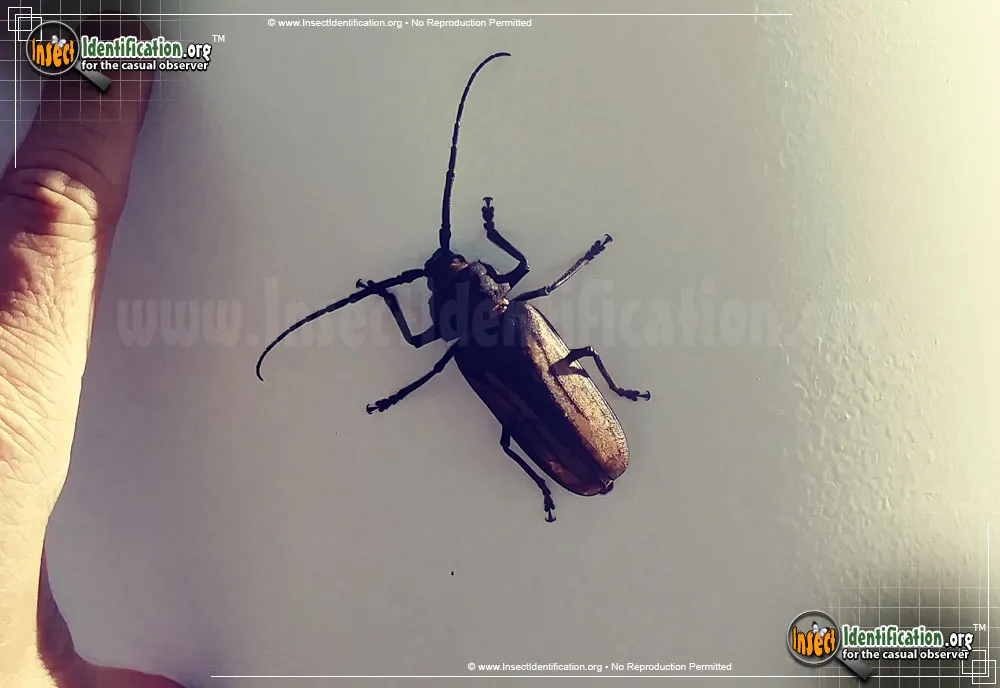 Ponderous Borer Beetle
