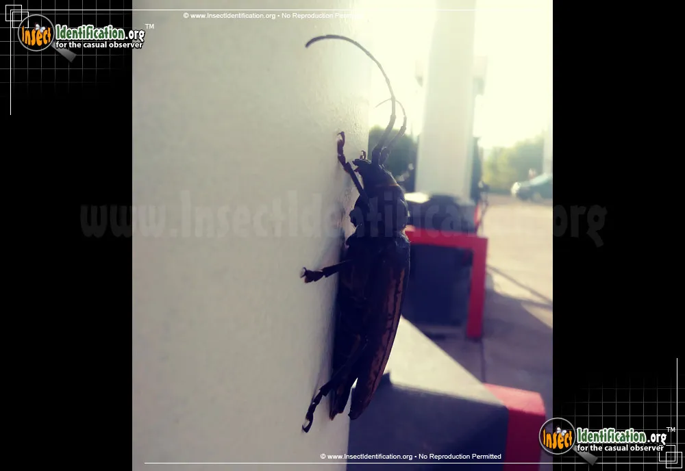 Ponderous Borer Beetle - photo 3