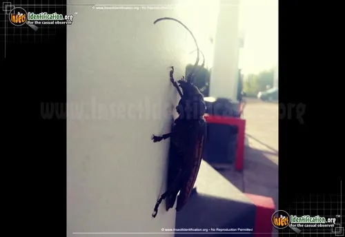 Ponderous Borer Beetle - photo 4