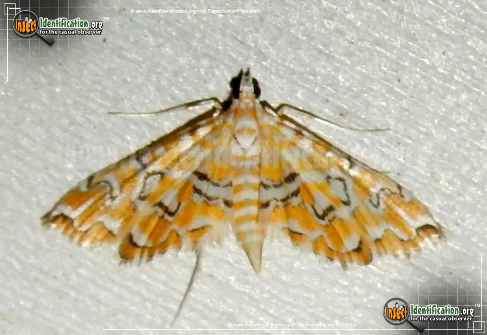 Pondside Pyralid Moth