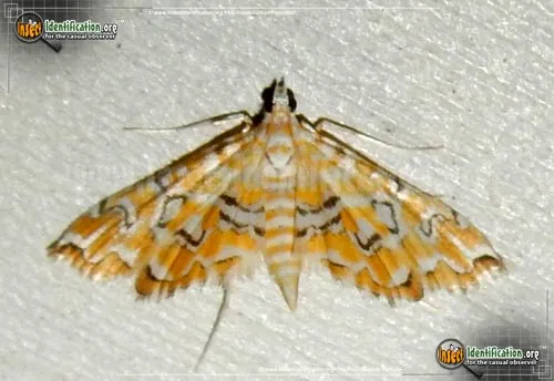 Pondside Pyralid Moth - photo 2