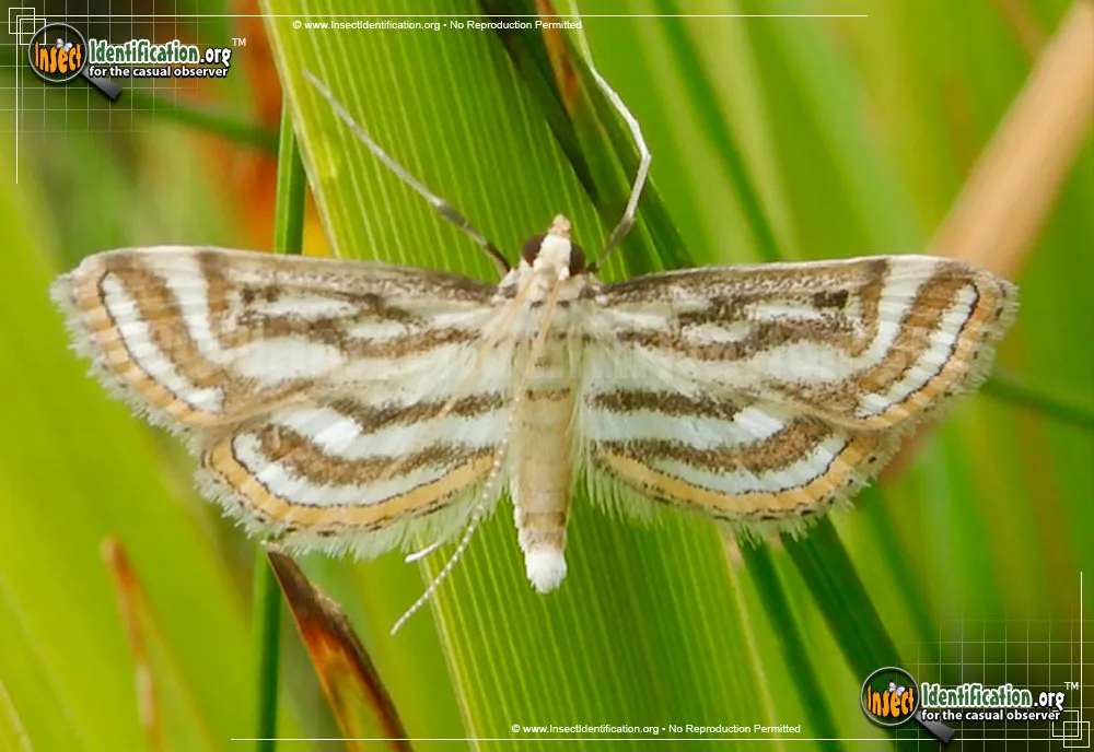 Pondweed Moth