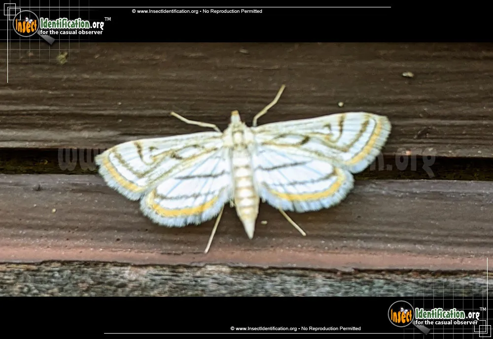 Pondweed Moth - photo 3