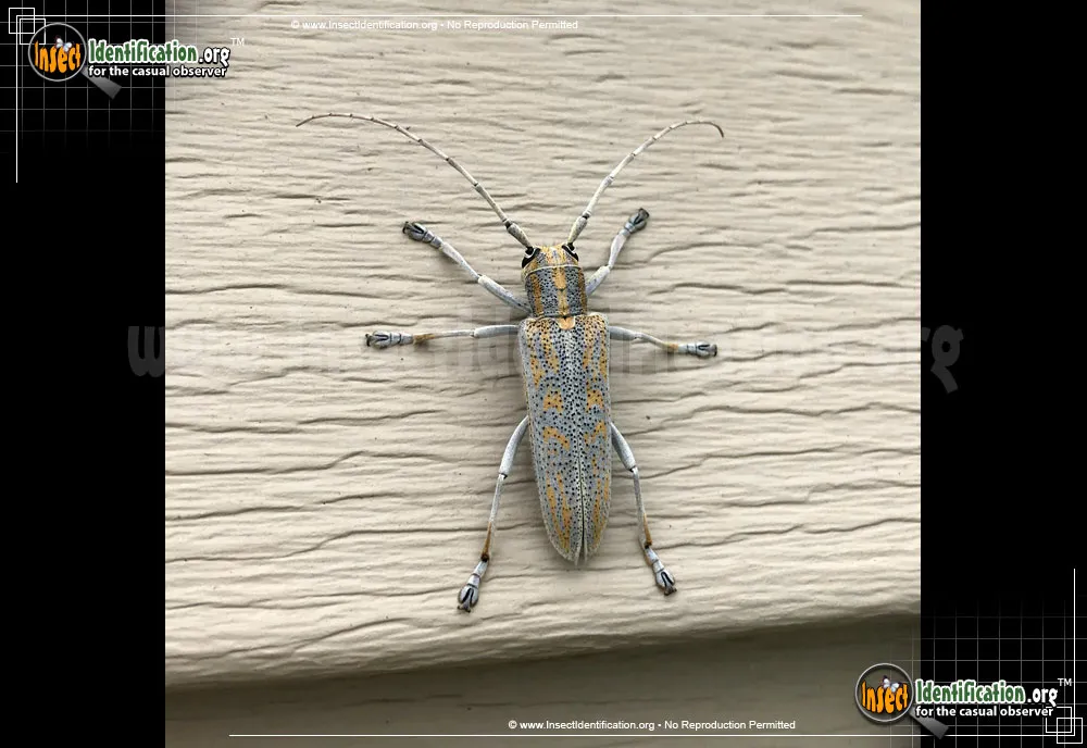 Poplar Borer Beetle