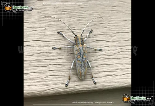 Poplar Borer Beetle - photo 2