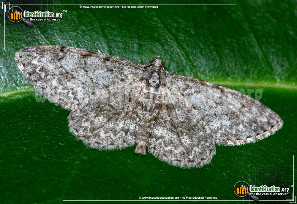 Porcelain Gray - Protoboarmia procelaria