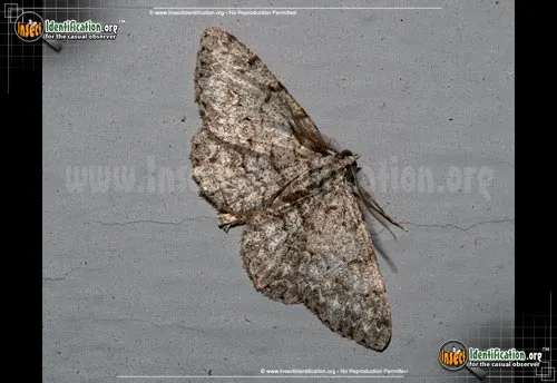 Porcelain Gray - photo 6
