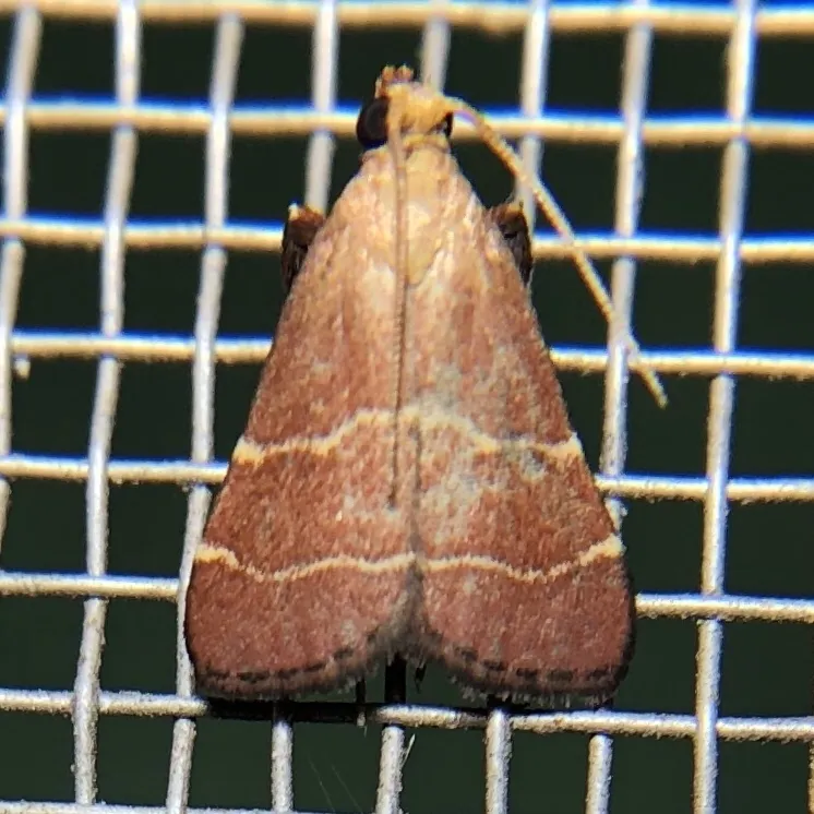 Posturing Arta Moth - photo 2