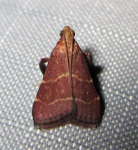 Posturing Arta Moth - photo 4