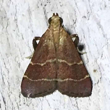 Posturing Arta Moth - photo 5