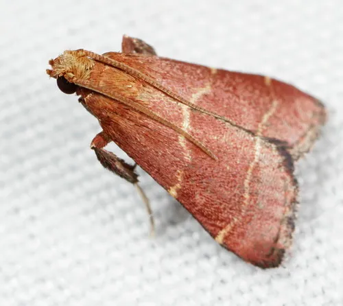 Posturing Arta Moth - photo 6