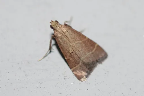 Posturing Arta Moth - photo 7