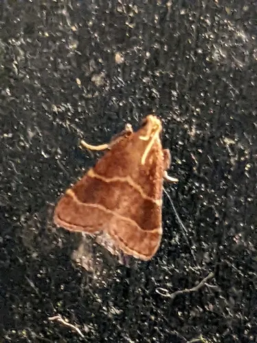 Posturing Arta Moth - photo 8