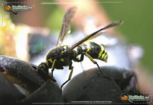 Potter Wasp - photo 2