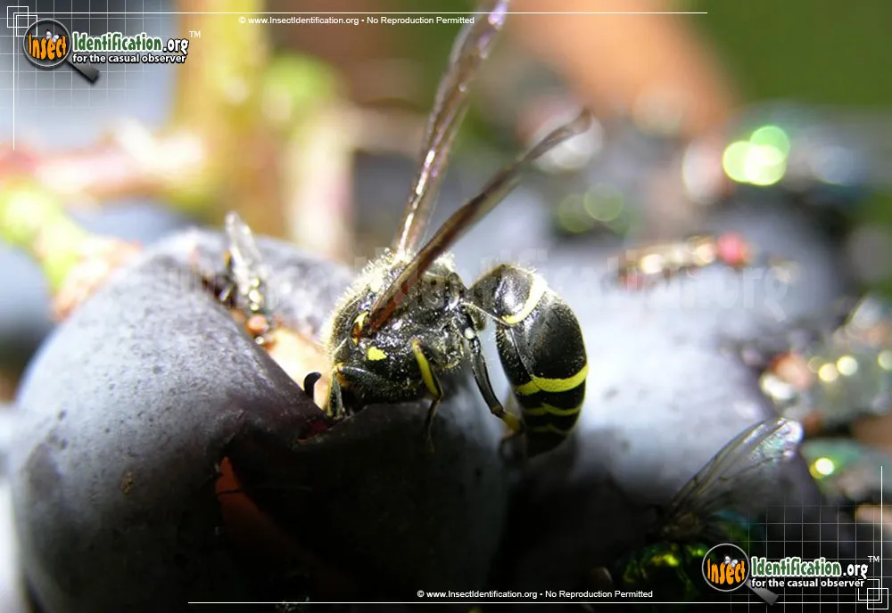 Potter Wasp - photo 3