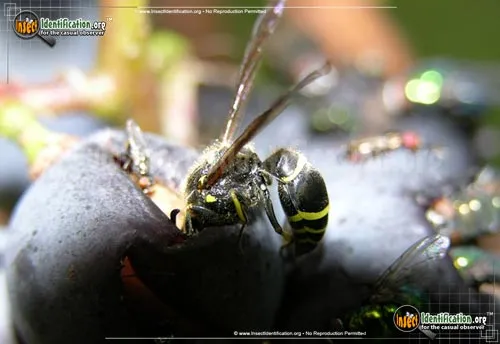 Potter Wasp - photo 4
