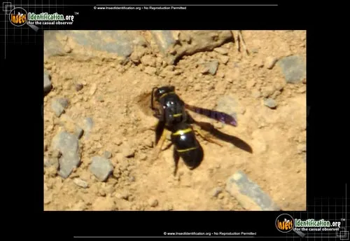 Potter Wasp - photo 2