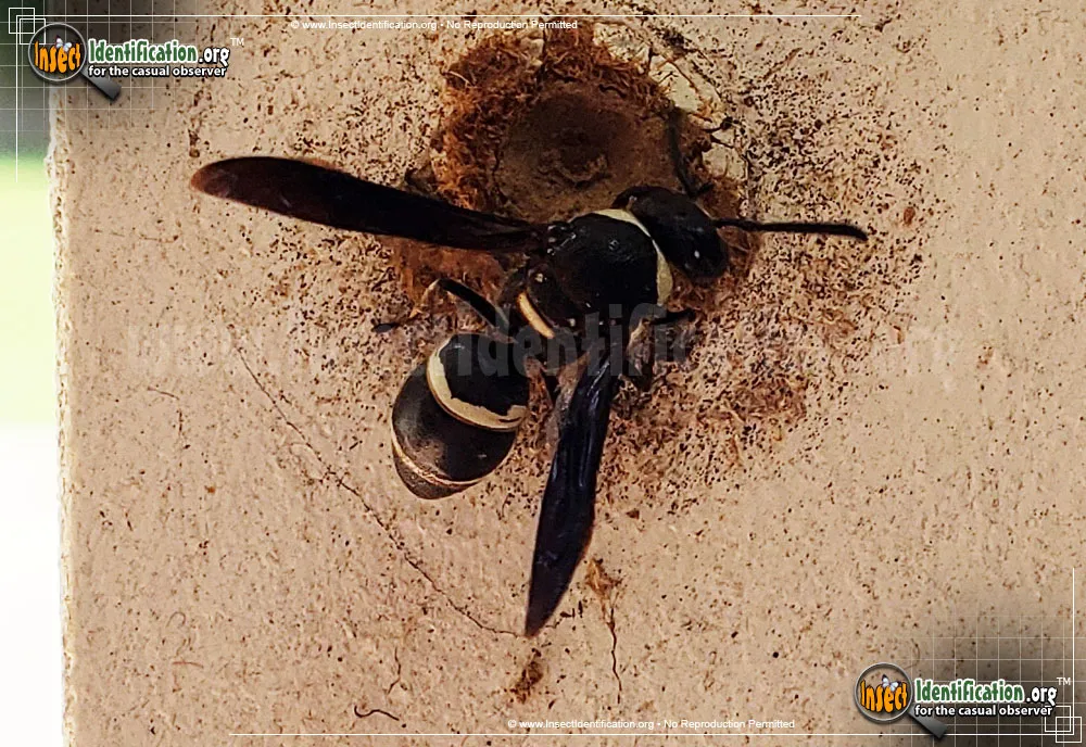 Potter Wasp - photo 3