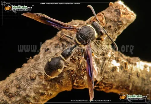 Potter Wasp - photo 4