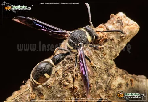Potter Wasp - photo 5