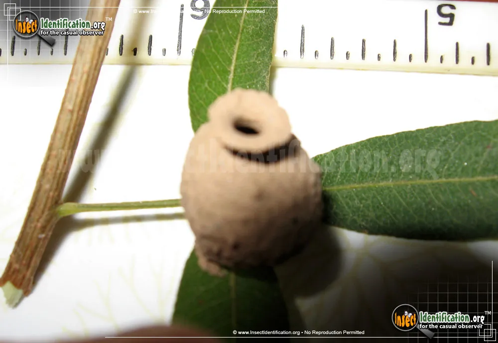 Potter Wasp - photo 7