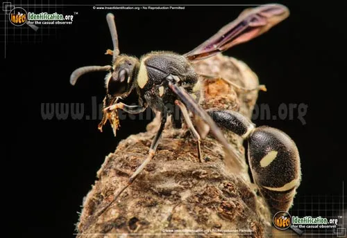Potter Wasp - photo 8