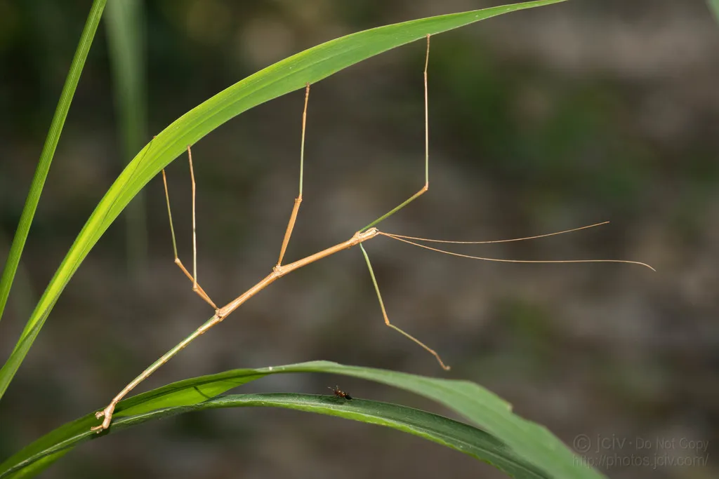 Prairie Walkingstick - photo 2