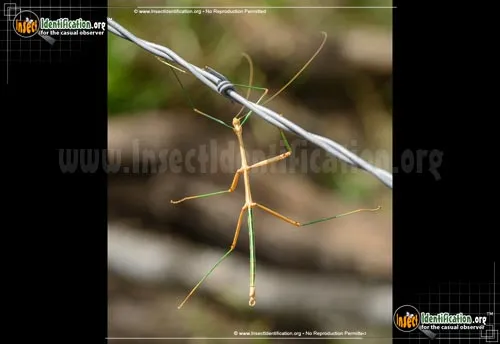 Prairie Walkingstick - photo 4