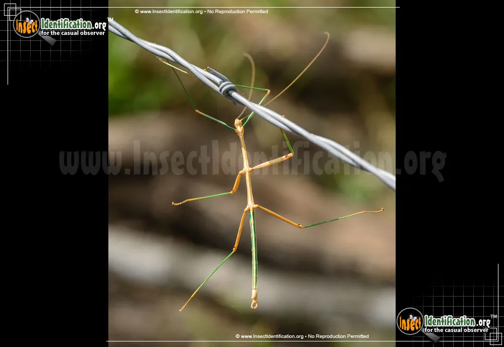 Prairie Walkingstick - photo 5