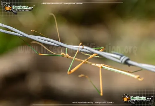 Prairie Walkingstick - photo 6