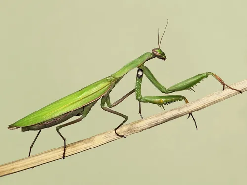 Praying Mantis - photo 2