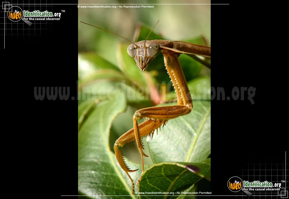 Praying Mantis - photo 6