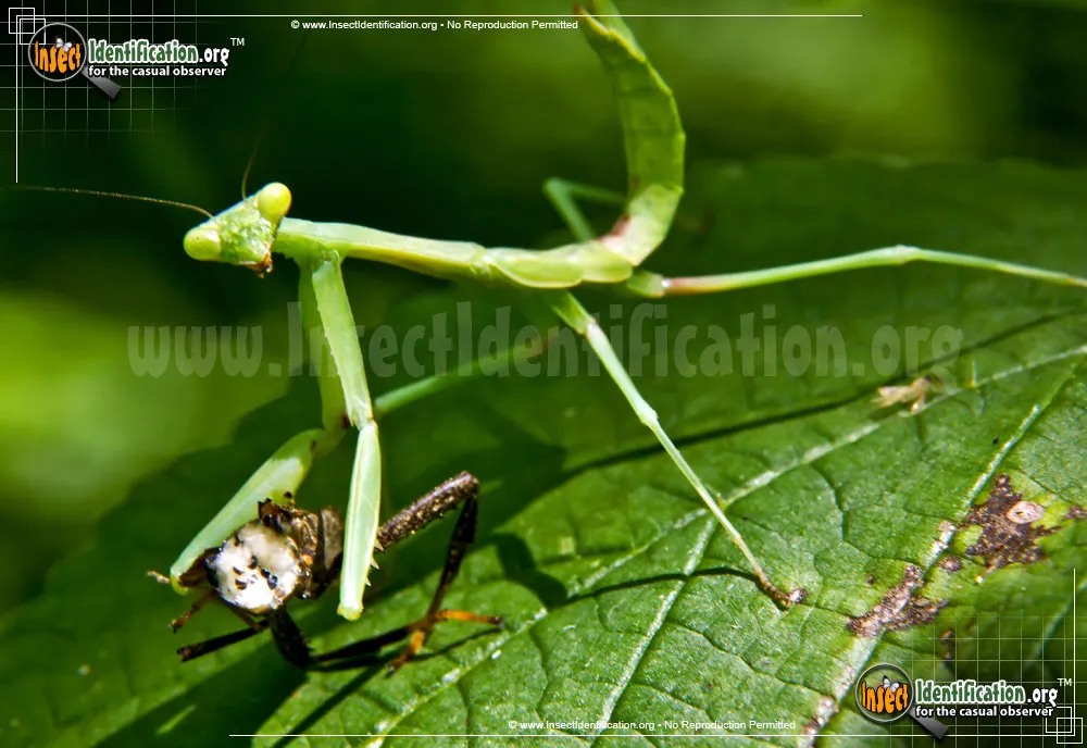 Praying Mantis - photo 7