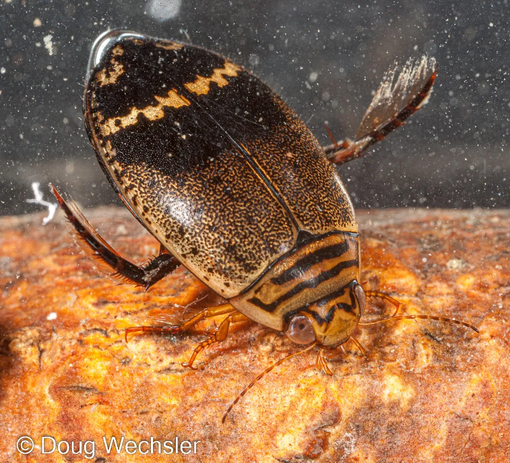 Predaceous Diving Beetle -A. mediatus - photo 3