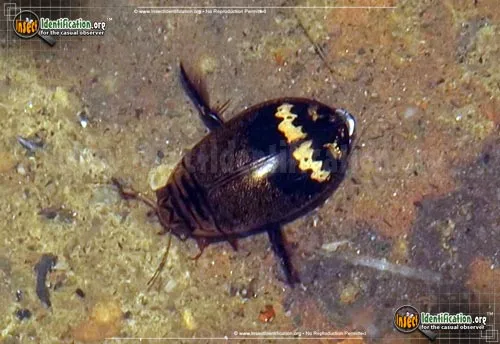 Predaceous Diving Beetle -A. mediatus - photo 5